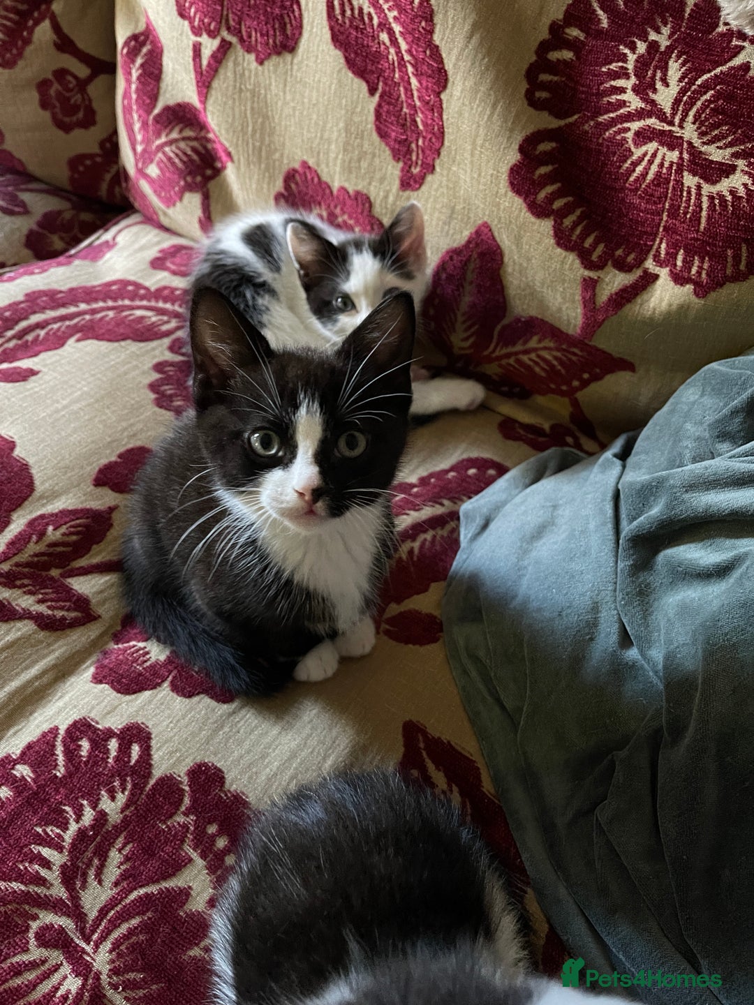 Mixed Breed cats for sale: 5 Beautiful kittens are available  - Image 4