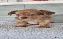 Chihuahua dogs for sale: Cute as a Button: Friendly Chihuahua Boy Puppies - Image 1