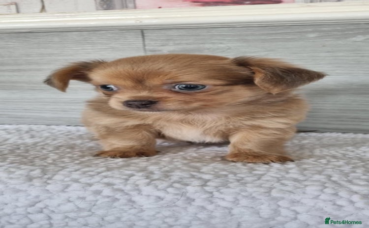 Chihuahua dogs - Advert 1