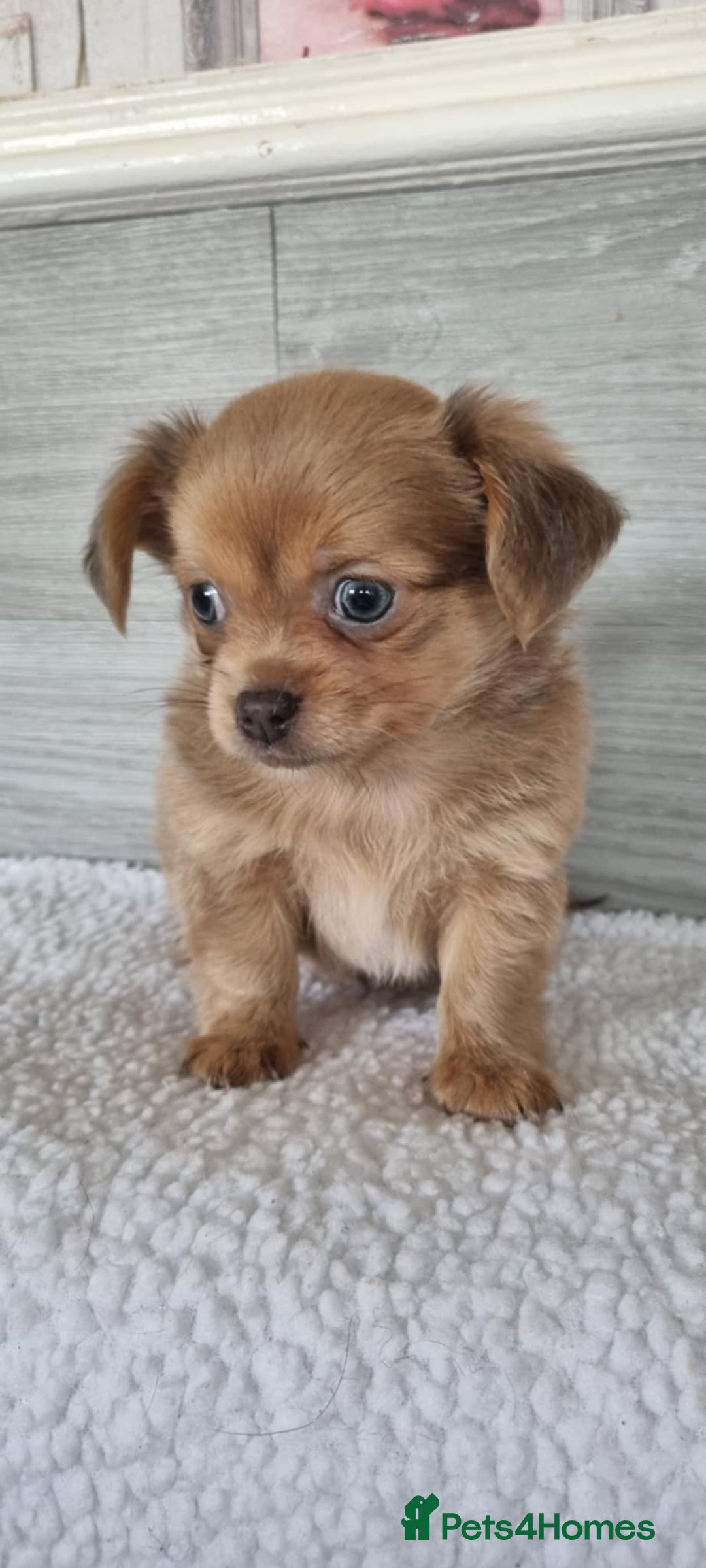 Chihuahua dogs for sale: Cute as a Button: Friendly Chihuahua Boy Puppies - Image 1
