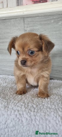 Chihuahua dogs - Advert 3