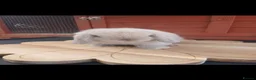 Mini Lop rabbits for sale: Stunning purebred mini lop babies - Advert 3