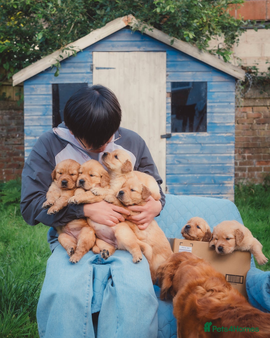 Golden Retriever dogs for sale: Golden Retriever Puppies KC Dad  - Image 36