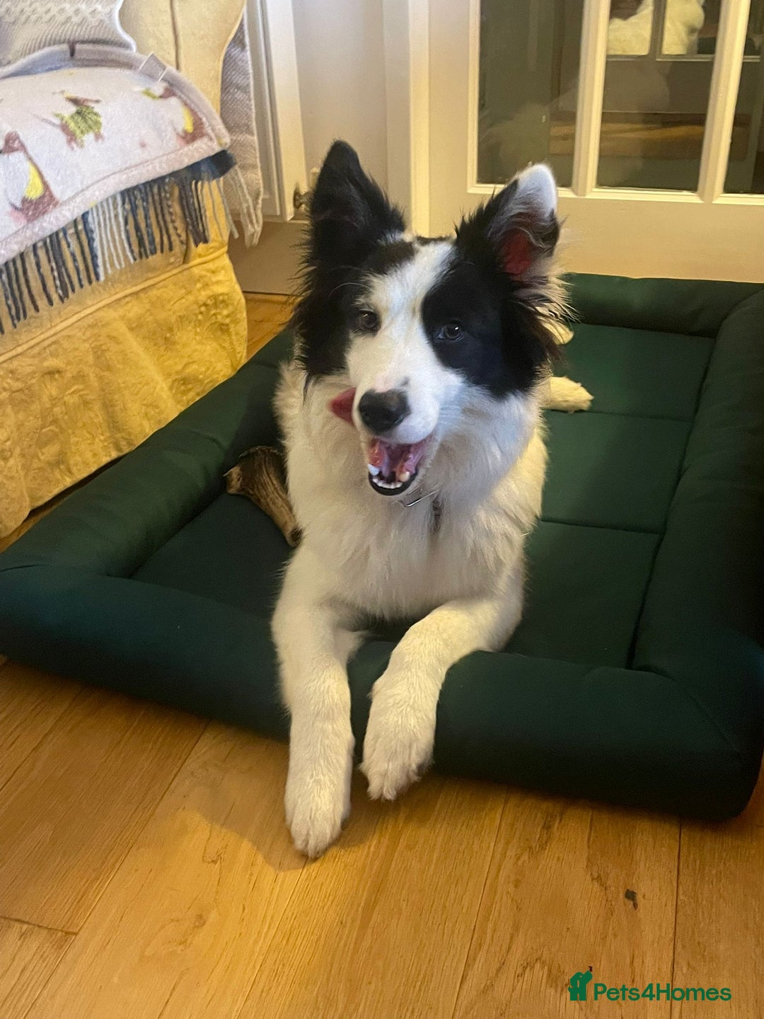 Mixed Breed dogs for sale: Samoyed/Border Collie Hybrid  - Advert 5