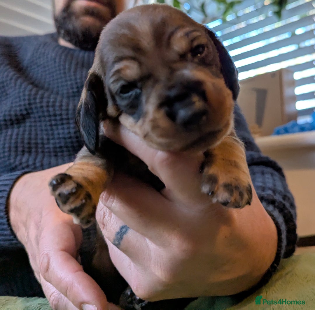 Dachshund dogs for sale: Standard Wirehaired Dachshund Puppies - Image 22
