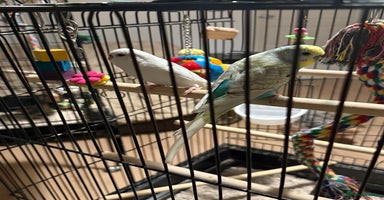Budgerigars birds Budgies for sale pair males  Runcorn  - Advert 16