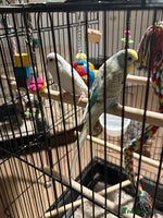 Budgerigars birds Budgies for sale pair males Runcorn - Advert 4