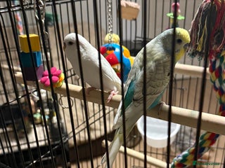 Budgerigars birds Budgies for sale pair of males Runcorn - Advert 14