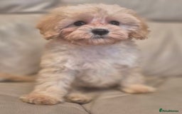 Cavapoochon dogs for sale: F1b RARE MERLE CAVAPOOCHON BOY - Image 8