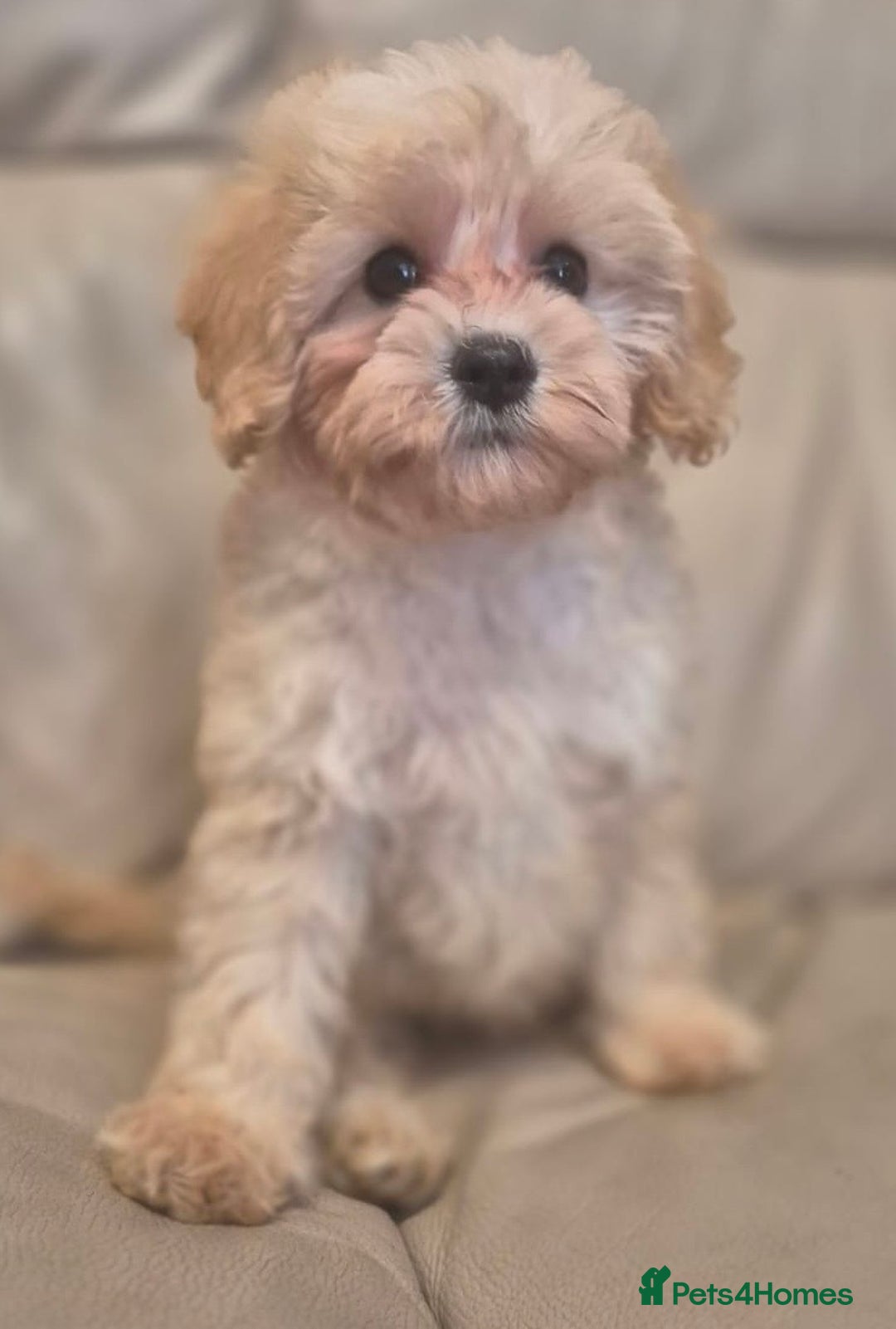 Cavapoochon dogs for sale: F1b RARE MERLE CAVAPOOCHON BOY - Image 8