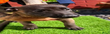 Belgian Shepherd Dog 2