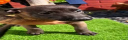 Belgian Shepherd Dog dogs for sale: The first and last litter from Rebel in Prenton - Advert 6