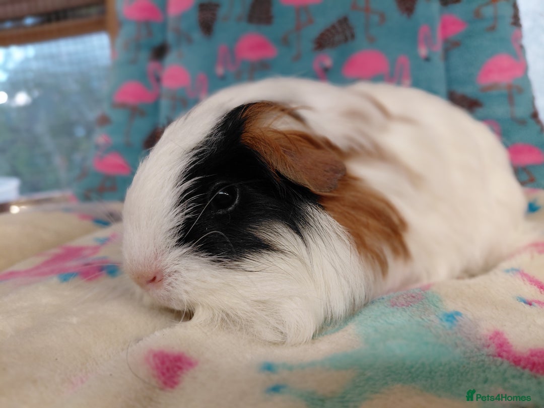 Guinea Pig rodents for sale: Baby Longhaired Brothers/Teddies Available RTR - Image 20