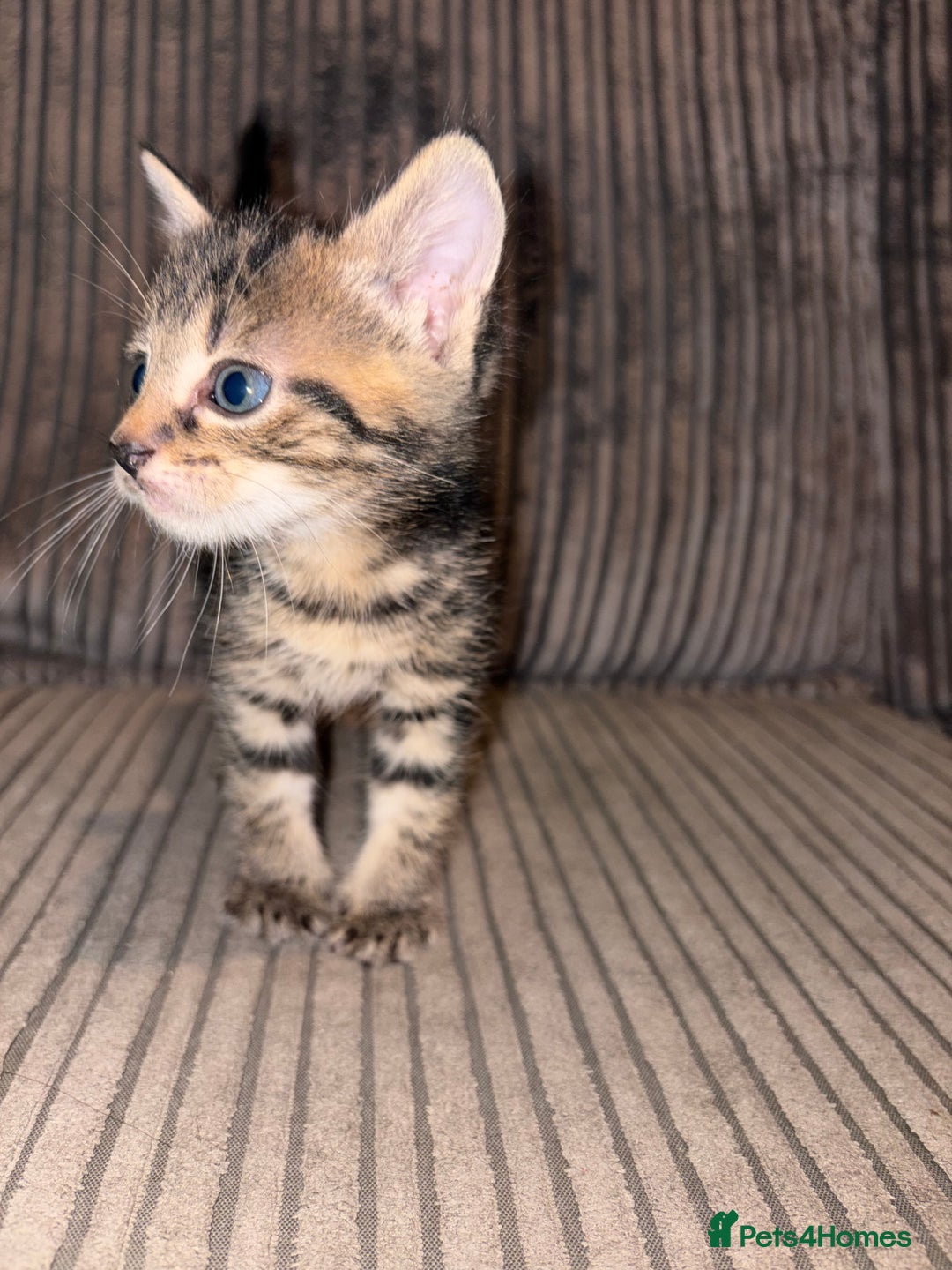 Domestic Shorthair cats for sale: 4 gorgeous Tabby kittens ready 26-1-26 - Advert 11