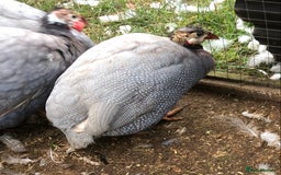 Guinea Fowl poultry for sale: Guinea fowl hatching eggs  in Frodsham - Image 2