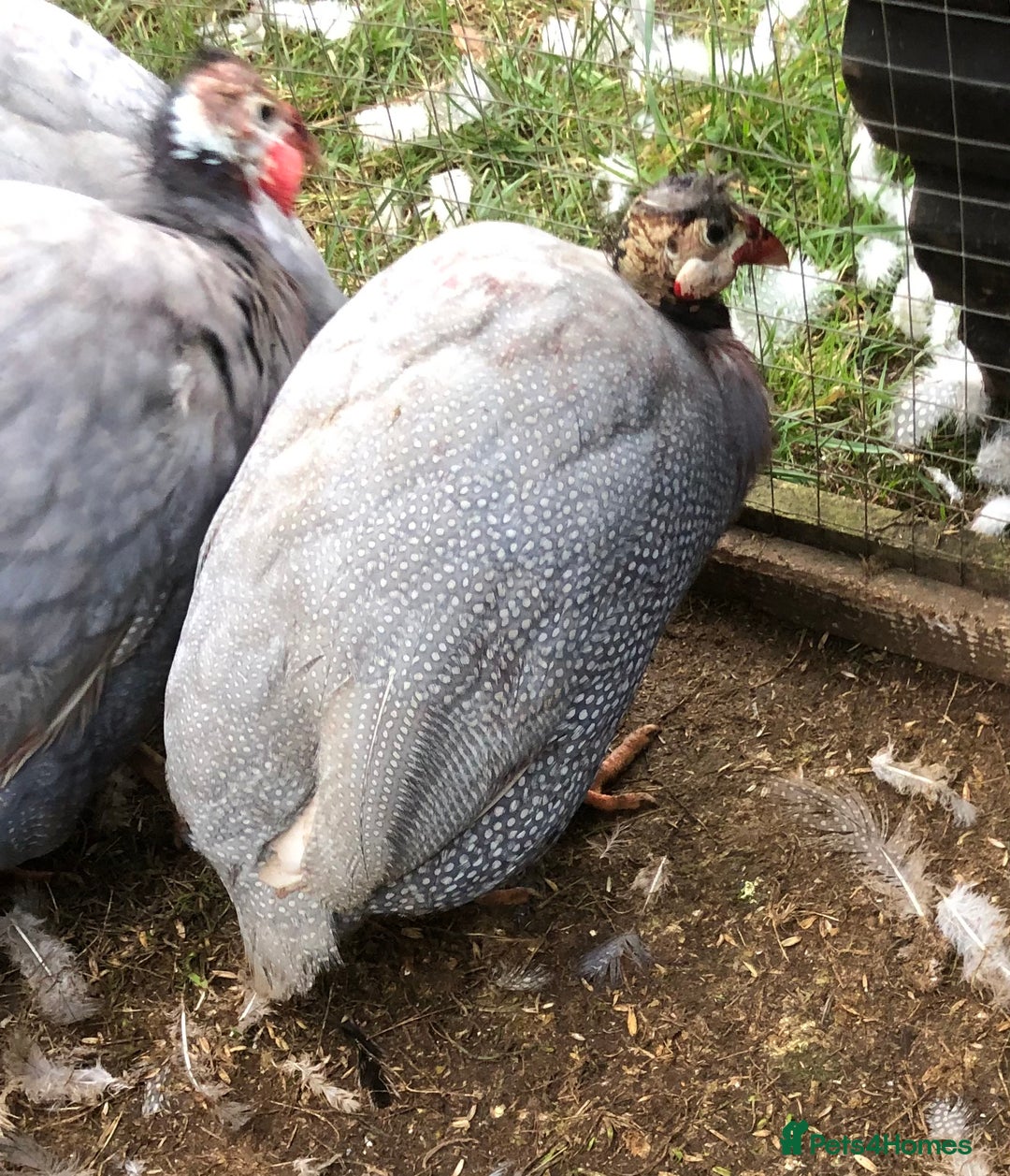 Guinea Fowl poultry for sale: Guinea fowl hatching eggs  in Frodsham - Image 2