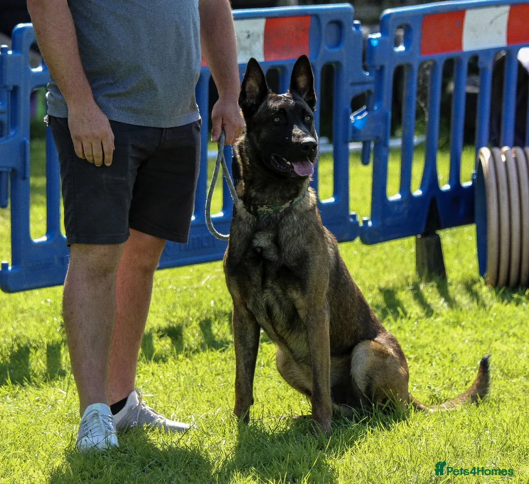 Belgian Shepherd Dog dogs for sale: Reggie malinios  - Advert 2