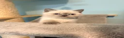 British Shorthair cats for sale: Ready Now! Beautiful BSH-Seal Point girl left! - Advert 5
