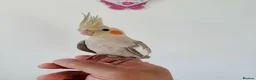 Cockatiels birds for sale: BEAUTIFUL BABY COCKATIELS NEW CAGES AVAILABLE  - Advert 3