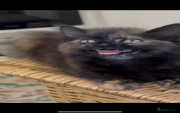 Mixed Breed cats for sale: 3 adorable mixed kittens – 2 females, 1 male - Image 16