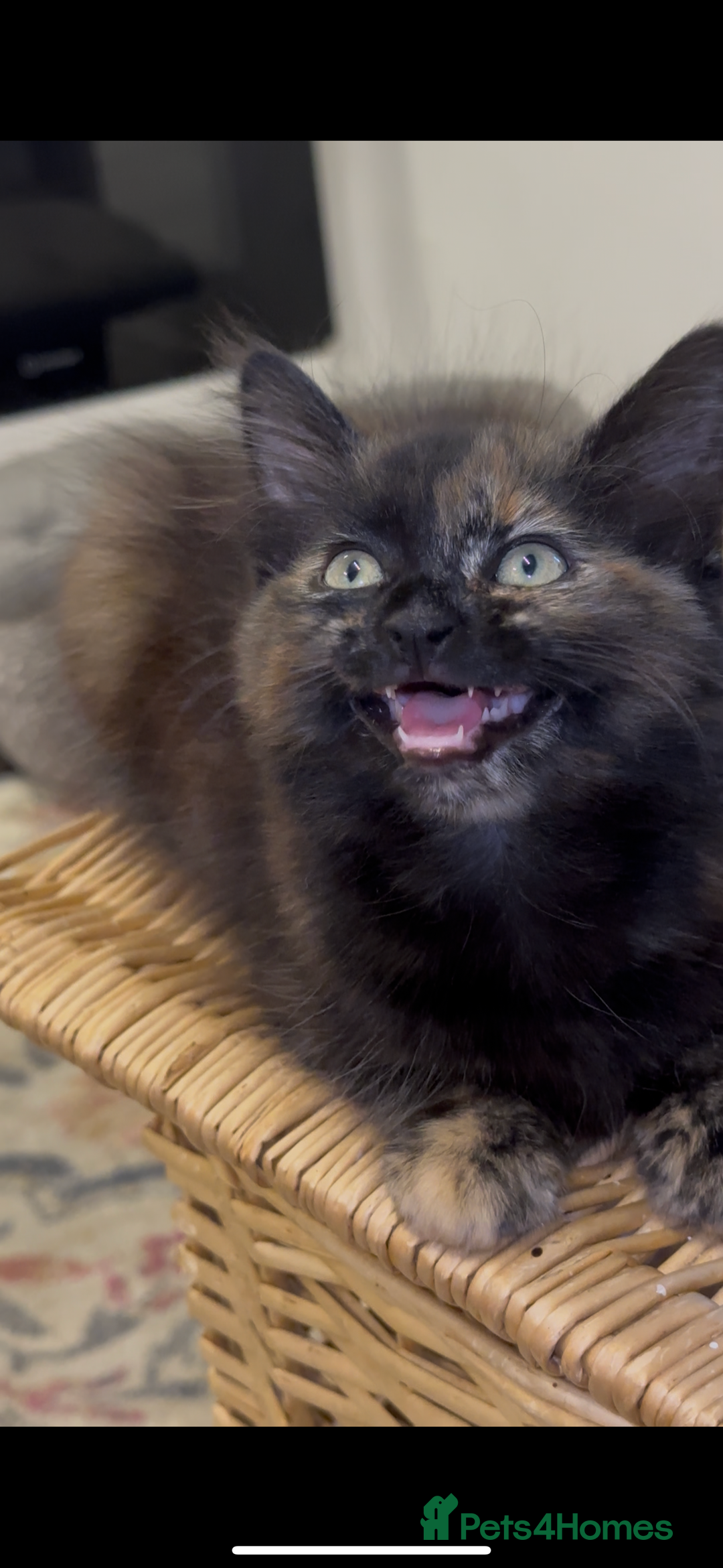 Mixed Breed cats for sale: 3 adorable mixed kittens – 2 females, 1 male - Image 16