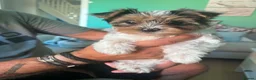 Yorkshire Terrier dogs for sale: Three Beautiful Little Yorkshire Terrier Puppies in Exeter - Advert 3