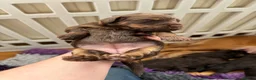 Cockapoo dogs for sale: ⭐ F1 Health tested Cockerpoos⭐ - Advert 11