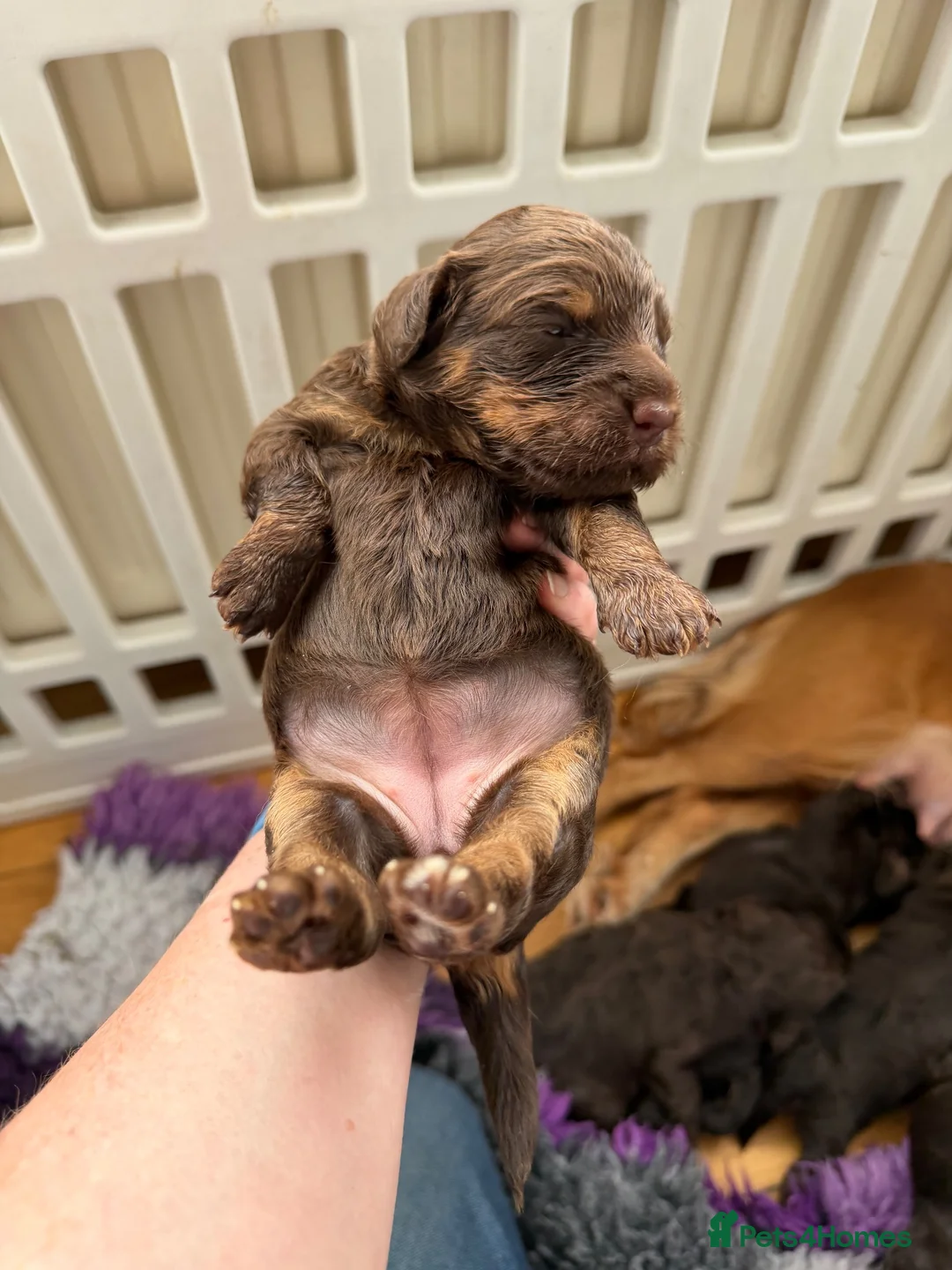 Cockapoo dogs for sale: ⭐ F1 Health tested Cockerpoos⭐ - Advert 11