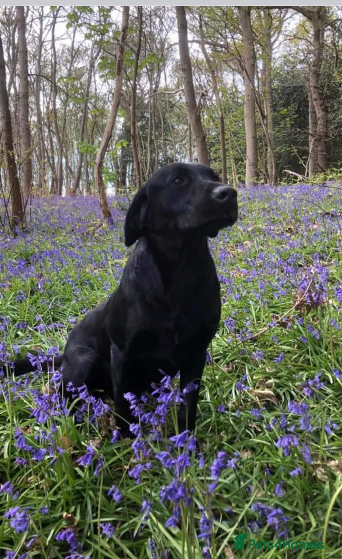 Labrador Retriever dogs Black Labrador Stud dog in Christchurch - Advert 8