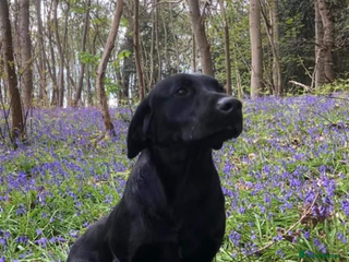 Labrador Retriever dogs in Christchurch - Advert 15