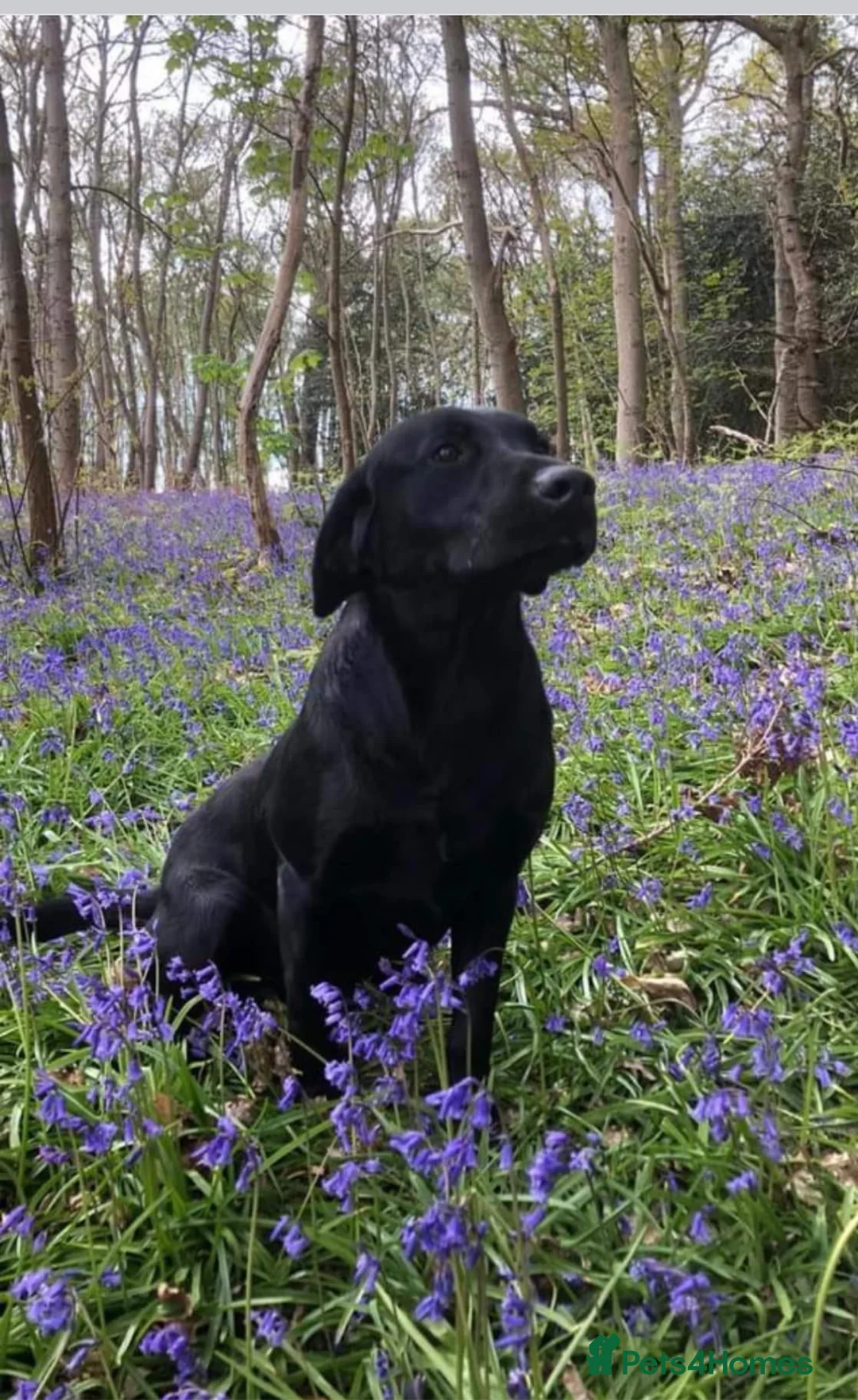 Labrador Retriever dogs for stud: Black Labrador Stud dog in Christchurch - Advert 1