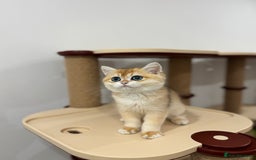 British Shorthair cats for sale: British Shorthair Golden kittens    - Image 32