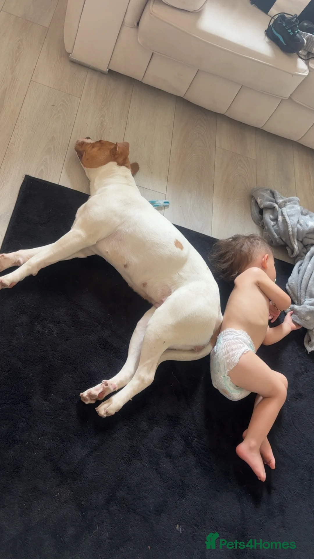 Mixed Breed dogs for sale: Gorgeous bulldog mix Nala  - Advert 4