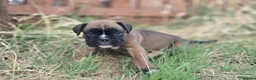 Boxer dogs for sale: Kc boxers - boy and girl are looking for 🏡 - Advert 1