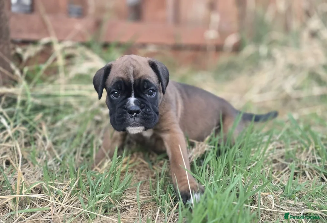 Boxer dogs for sale: Kc boxers - boy and girl are looking for 🏡 - Advert 1