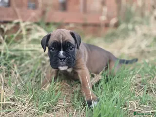 Boxer dogs Last KC Boxer Puppy Seeking Her Forever Home - Advert 5