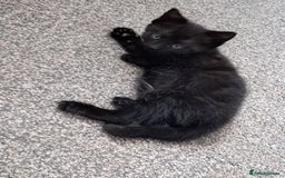 Domestic Shorthair cats for sale: Beautiful tortoise shell kittens - Image 7