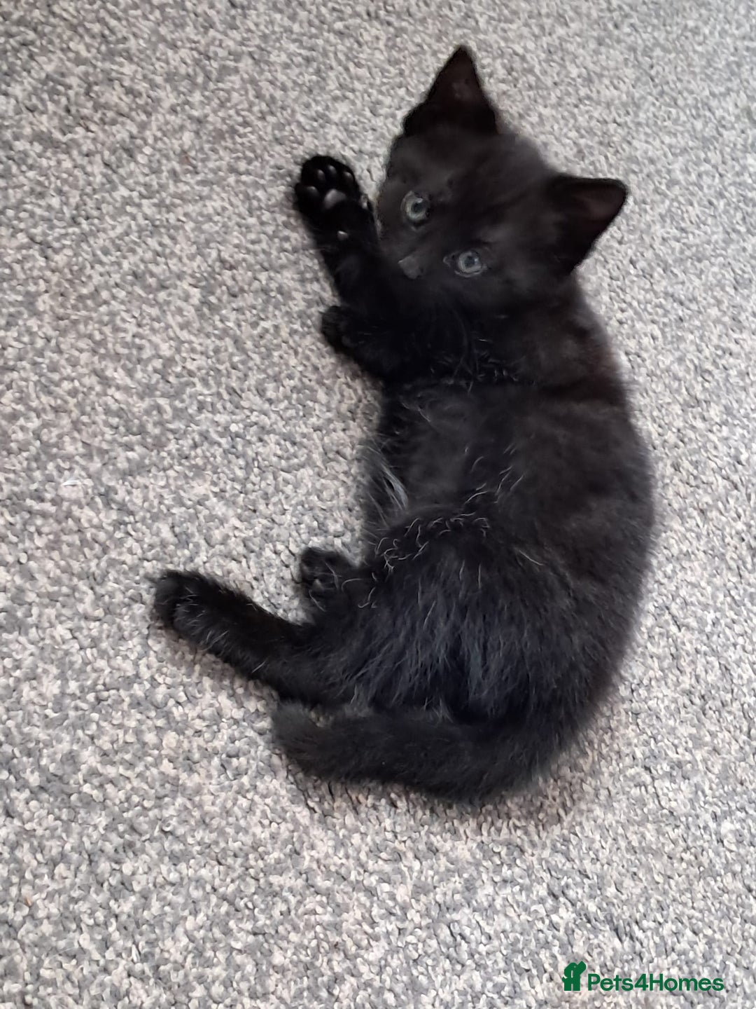 Domestic Shorthair cats for sale: Beautiful tortoise shell kittens - Image 7