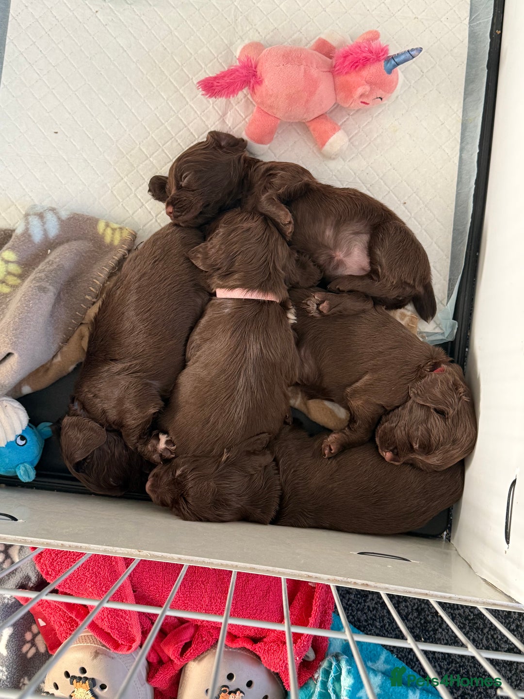 Cocker Spaniel dogs for sale: Working Cocker Spaniels - Advert 13