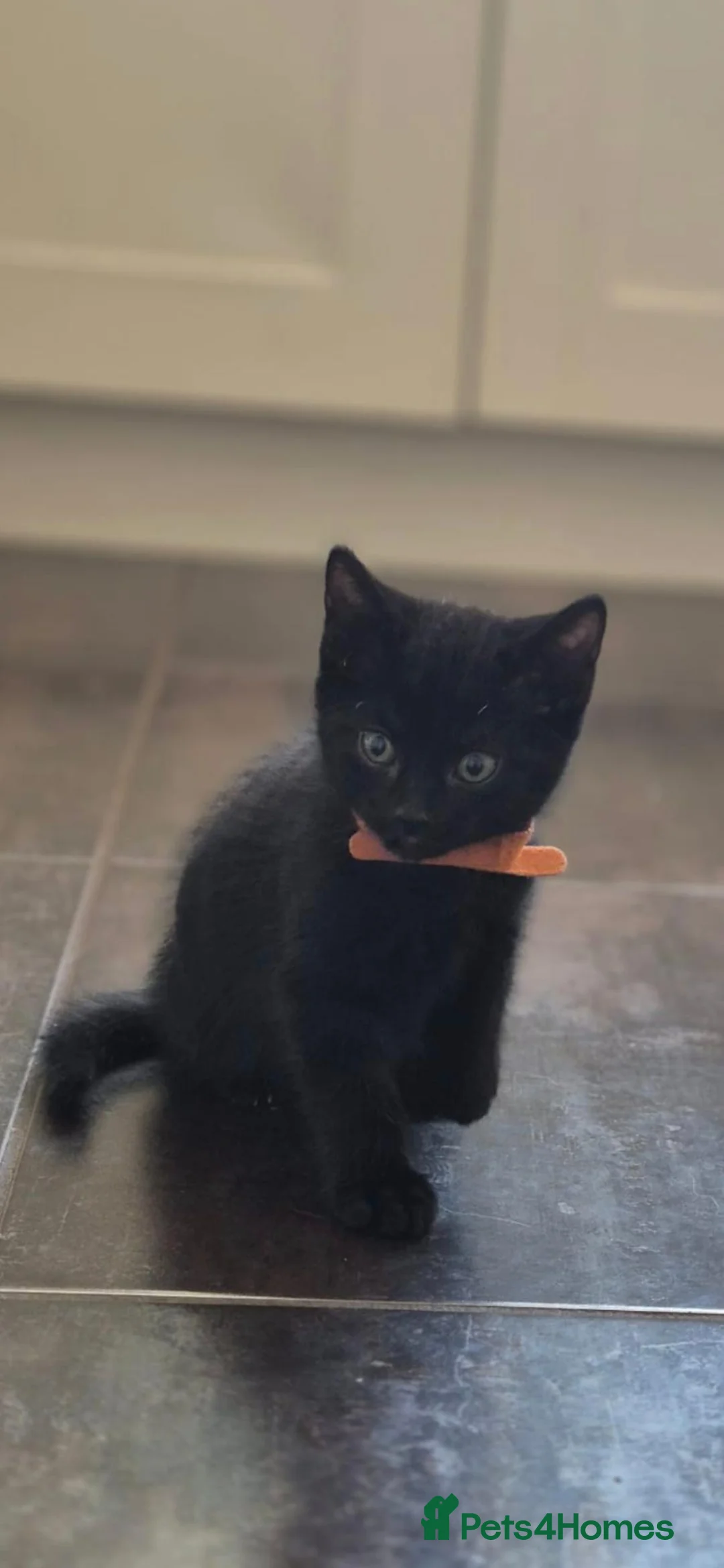 Mixed Breed cats for sale: Boy kitten looking for forever home - Advert 3