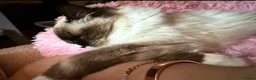 Ragdoll cats for sale: Beautiful Ragdoll female  - Advert 3