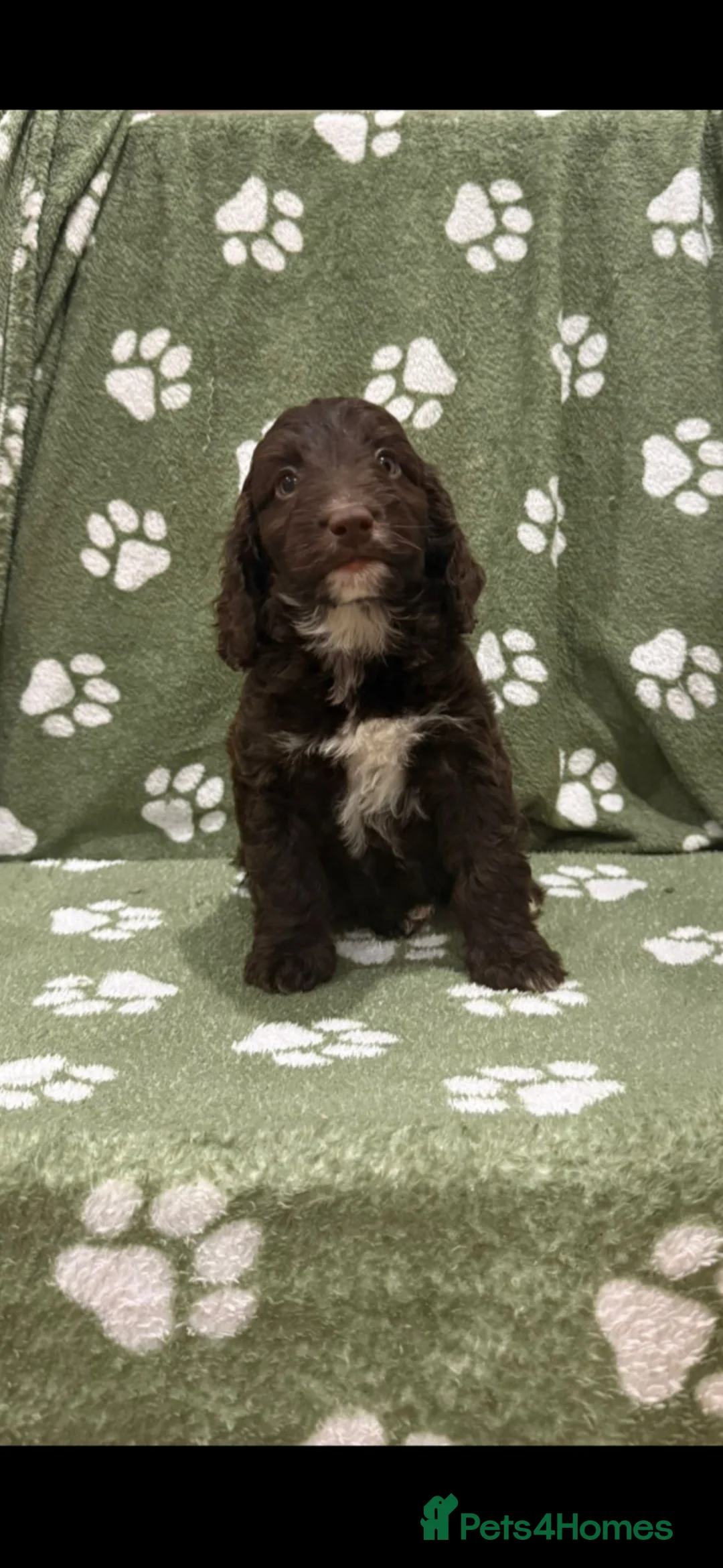 Sproodle dogs for sale: Stunning Sproodle Pups  - Advert 2