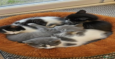 Mixed Breed cats - Advert 3