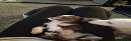 Chihuahua dogs for sale: 6 puppies for sale in Swansea - Advert 7