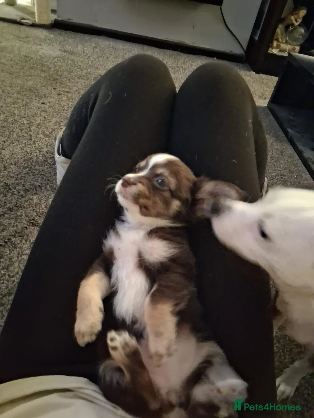 Chihuahua dogs for sale: 6 puppies for sale in Swansea - Advert 7
