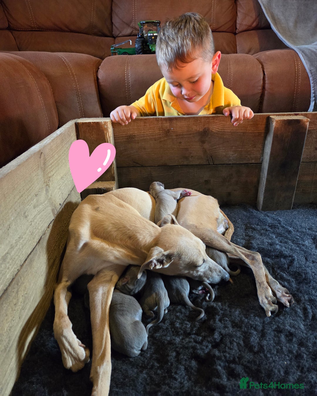 Italian Greyhound dogs for sale: **Wiggys (Whippet/Italian Greyhound)** - Image 15
