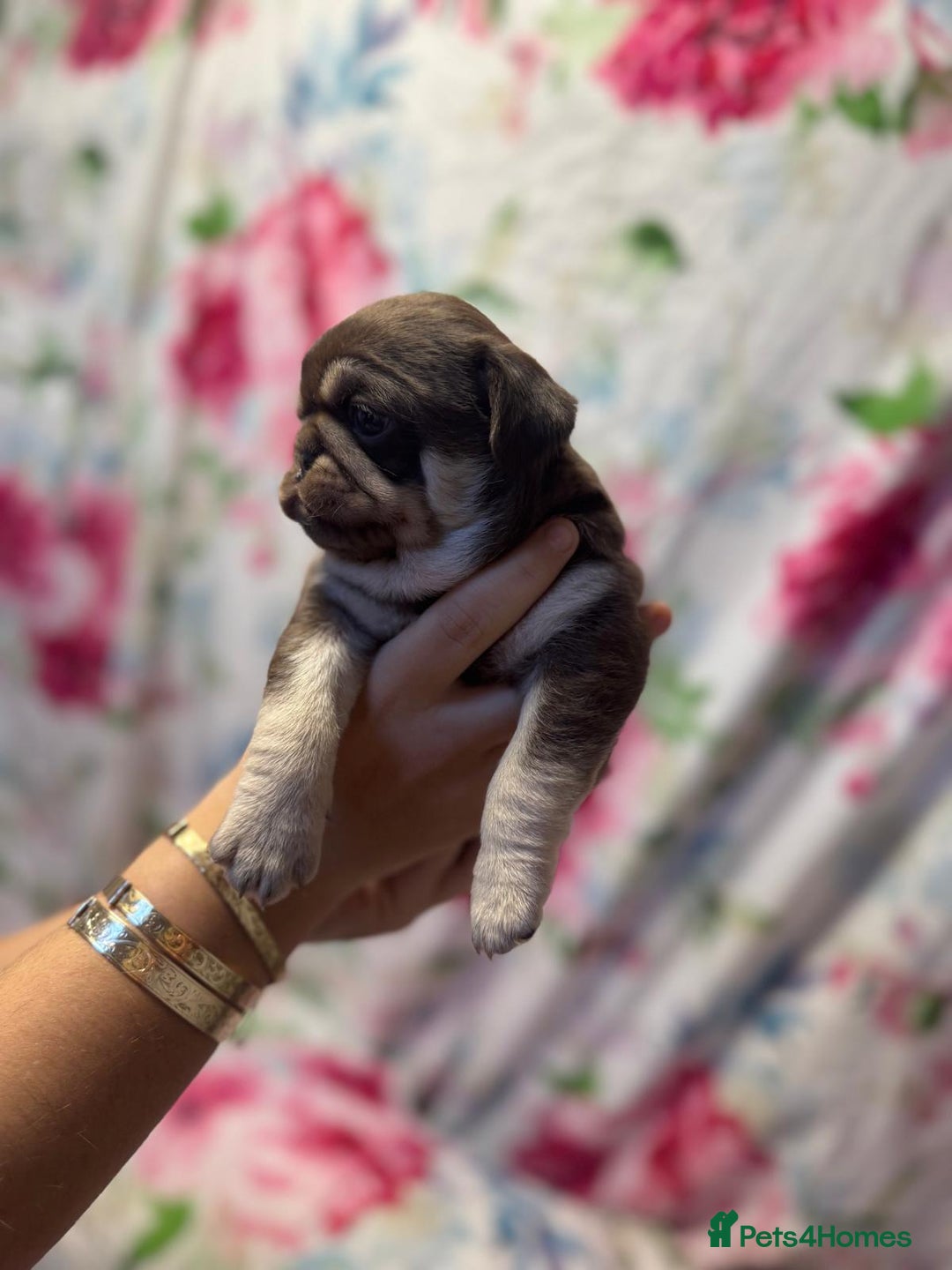 Pug dogs for sale: Pug puppies  - Advert 3