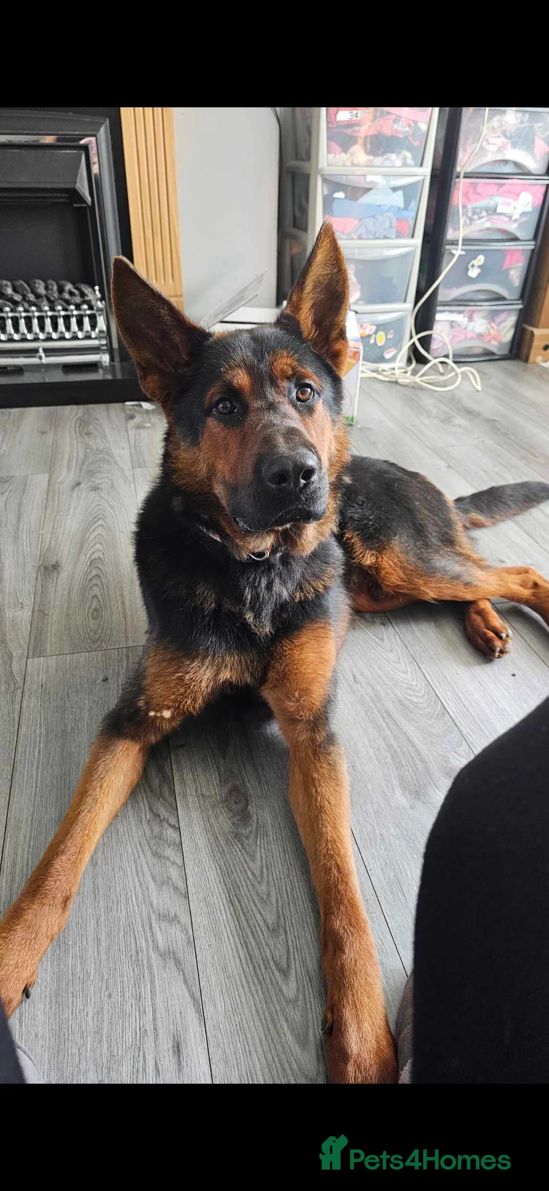 Mixed Breed dogs for sale: Tyson Chinese red dog/German shepherd  - Advert 5