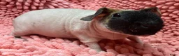 Guinea Pig rodents for sale: Female Skinny pigs in Swindon - Advert 3