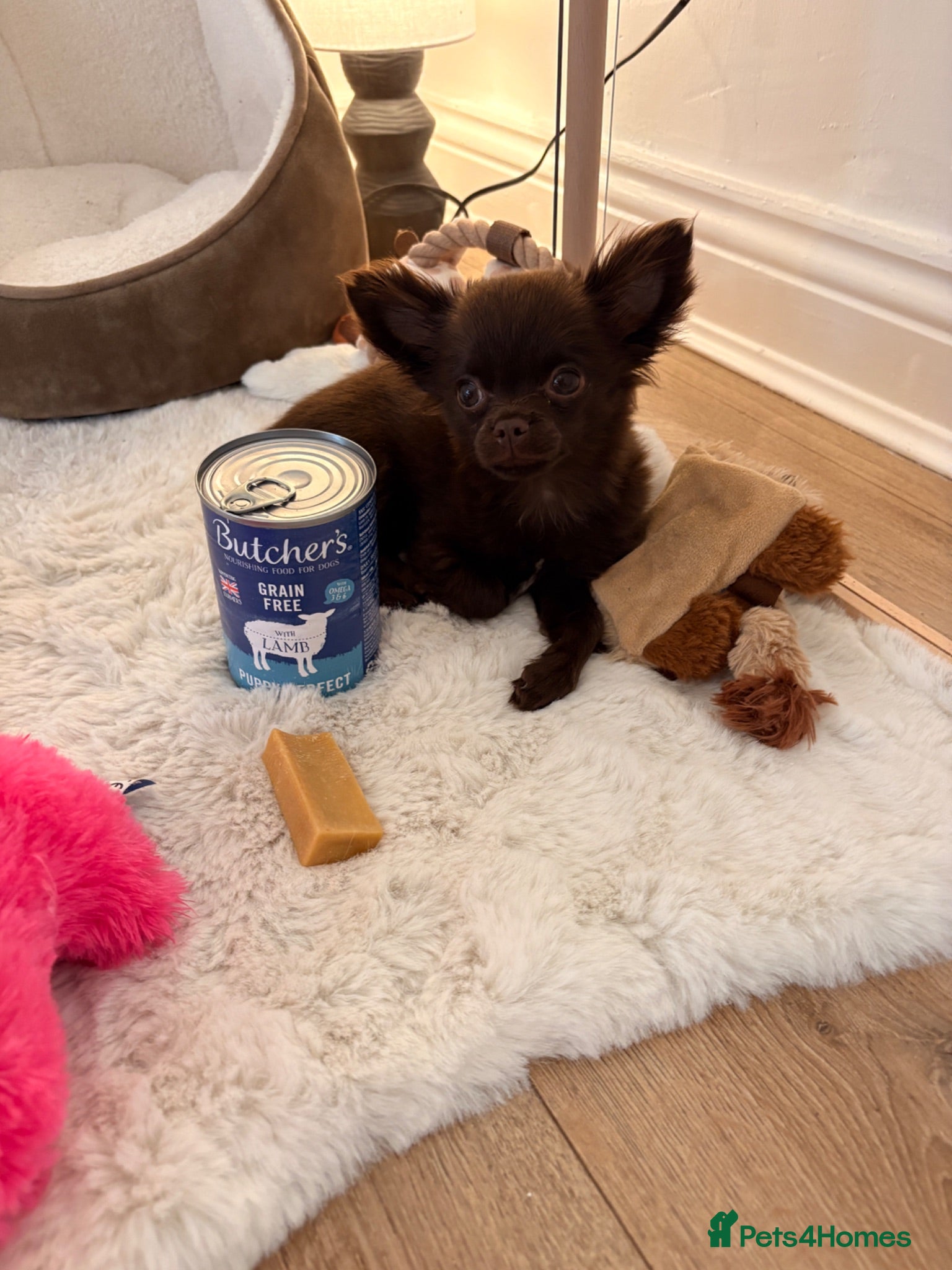 Chihuahua dogs Chocolate chihuahua  - Advert 5